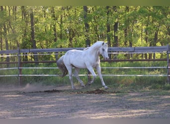 Appaloosa, Stallion, 4 years, 14.2 hh