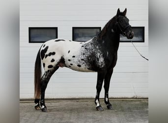 Appaloosa, Stallion, 4 years, 15.1 hh, Leopard-Piebald