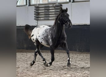 Appaloosa, Stallion, 4 years, 15,1 hh, Leopard-Piebald