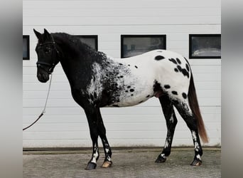 Appaloosa, Stallion, 4 years, 15,1 hh, Leopard-Piebald