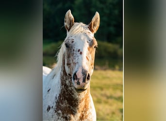 Appaloosa, Stallion, 4 years, 15,2 hh, Roan-Red