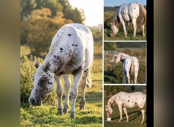 Appaloosa, Stallion, 4 years, 15,2 hh, Roan-Red