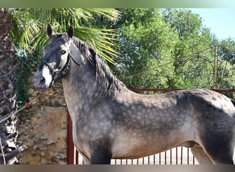 Appaloosa, Stallion, 5 years, 15.3 hh, Dun