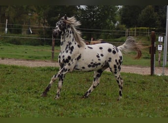 Appaloosa, Stallion, 5 years, 16 hh, Leopard-Piebald