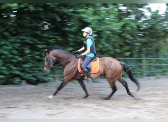 Appaloosa, Stallion, 5 years, 16 hh, Leopard-Piebald