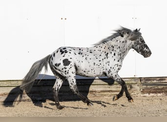 Appaloosa, Stallion, 5 years, 9,3 hh