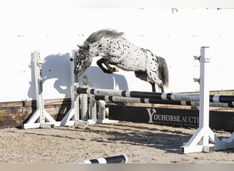 Appaloosa, Stallion, 5 years, 9,3 hh