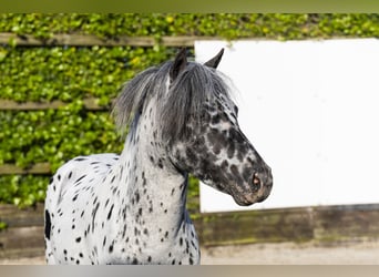 Appaloosa, Stallion, 5 years, 9,3 hh