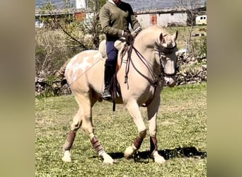 Appaloosa, Stallion, 6 years, 16 hh, Cremello