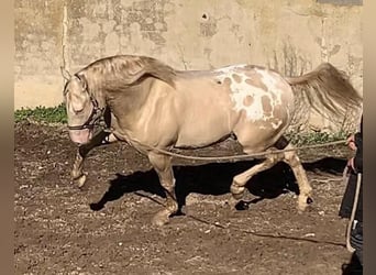 Appaloosa, Stallion, 6 years, 16 hh, Cremello