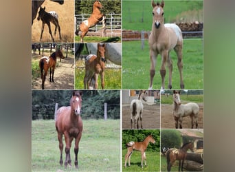 Appaloosa, Stallion, 10 years, 14.1 hh, Brown