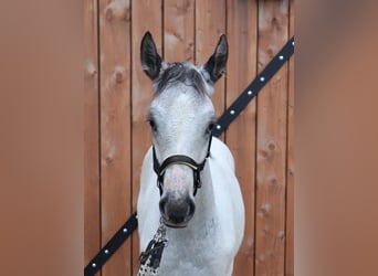 Appaloosa, Stallion, Foal (03/2026), 12 hh, Black