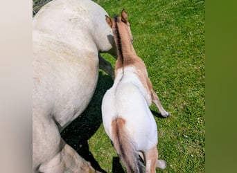 Appaloosa, Stallion, Foal (05/2026), 14.2 hh, Brown