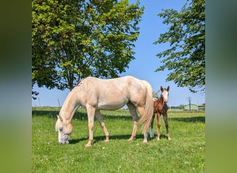 Appaloosa, Stallion, Foal (05/2026), 14.2 hh, Brown