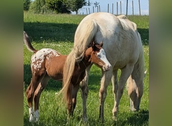 Appaloosa, Stallion, Foal (05/2026), 14.2 hh, Brown