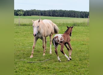 Appaloosa, Stallion, Foal (05/2026), 14.2 hh, Brown