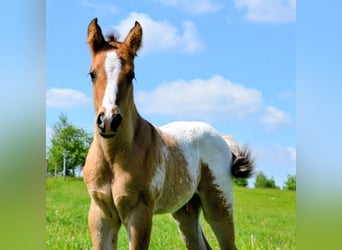 Appaloosa, Stallion, Foal (05/2026), 14.2 hh, Brown