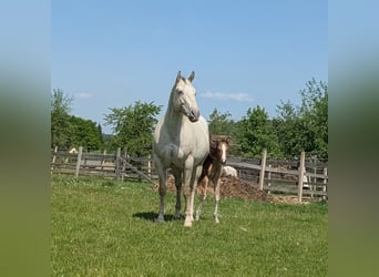 Appaloosa, Stallion, Foal (05/2026), 14.2 hh, Brown