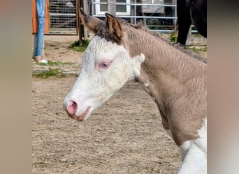 Appaloosa, Stallion, Foal (05/2026), 14.2 hh, Brown