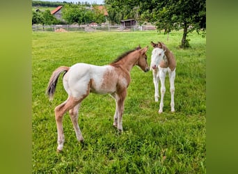 Appaloosa, Stallion, Foal (05/2026), 14.2 hh, Brown