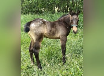 Appaloosa, Stallion, Foal (05/2026), 14.3 hh, Buckskin