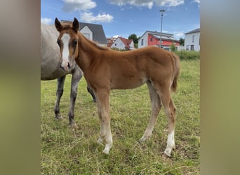 Appaloosa, Stallion, Foal (03/2026), 15.1 hh, Chestnut