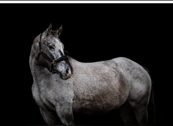 Appaloosa, Stallion, Foal (03/2026), 15.1 hh, Chestnut