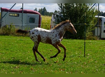 Appaloosa, Stallion, Foal (03/2026), 15.1 hh, Leopard-Piebald