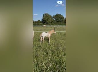Appaloosa, Stallion, Foal (05/2026), 15.1 hh, Palomino