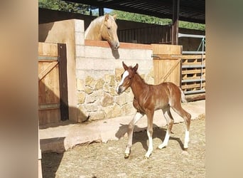 Appaloosa, Stallion, Foal (03/2024), 15.2 hh, Chestnut-Red