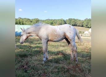 Appaloosa Mix, Stallion, , 15 hh