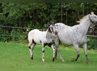 Appaloosa, Stallion, Foal (04/2025), 15,1 hh, White