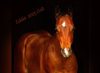 Appaloosa, Stallion, Foal (03/2025), 15,2 hh, Brown