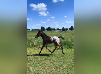 Appaloosa Mix, Stallion, , 16 hh, Leopard-Piebald