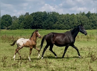 Appaloosa, Stallion, Foal (05/2025), 16,2 hh