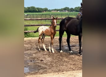 Appaloosa, Stallion, Foal (05/2025), 16,2 hh