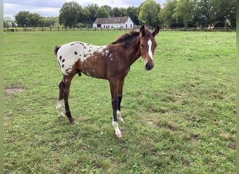 Appaloosa, Stallion, Foal (05/2025), 16,2 hh