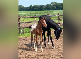 Appaloosa, Stallion, Foal (05/2025), 16,2 hh