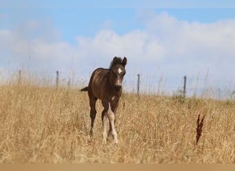 Appaloosa, Stallion, Foal (06/2026), Brown