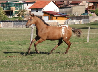 Appaloosa, Stallion, Foal (03/2026), Brown