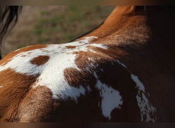 Appaloosa, Stallion, Foal (03/2026), Brown