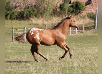 Appaloosa, Stallion, Foal (03/2026), Brown