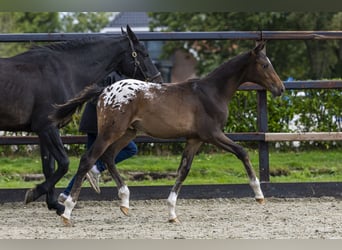 Appaloosa, Stallion, Foal (04/2025), Leopard-Piebald