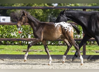 Appaloosa, Stallion, Foal (04/2025), Leopard-Piebald