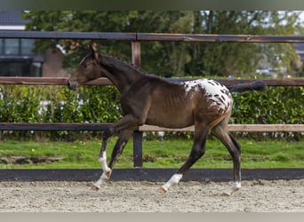 Appaloosa, Stallion, Foal (04/2025), Leopard-Piebald