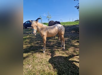 Appaloosa, Stallion, Foal (04/2025), Palomino