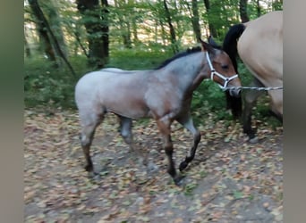 Appaloosa, Stallion, Foal (05/2026), Roan-Bay