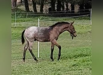 Appaloosa, Stallion, Foal (05/2026), Roan-Blue