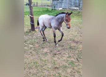 Appaloosa, Stallion, Foal (05/2026), Roan-Blue