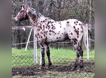 Appaloosa Mix, Stallion, 5 years, 16 hh, Gray-Fleabitten